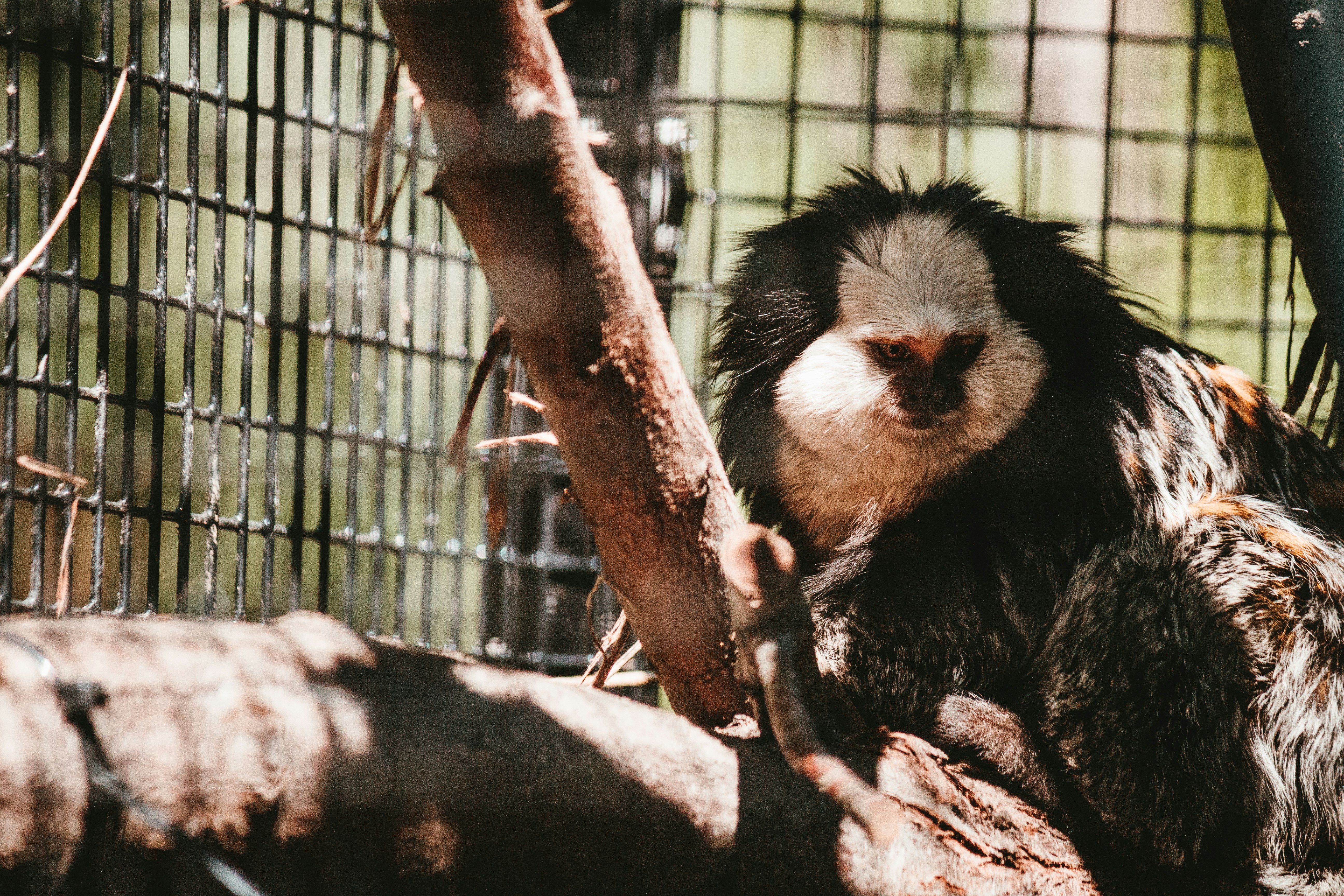 black and white monkey on brown tree branch